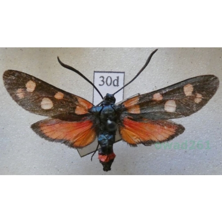 Zygaena ephialtes (Linnaeus, 1767) Kraśnik goryszowiec Czech30d